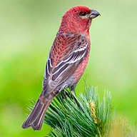 ギンザンマシコ