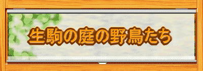 生駒の庭の野鳥たち