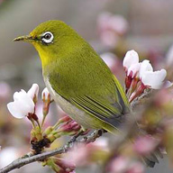 庭に来たメジロ